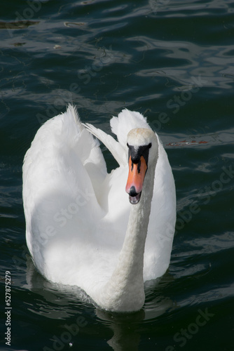 swan