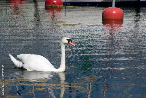 swan