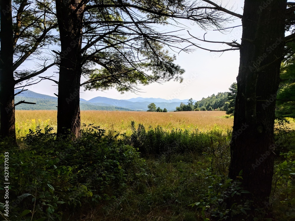 Summer field, forest, and mountains Summer field, forest, and mountains