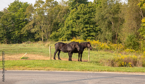 Two black horses standing in a pasture behind a fence with trees in the background on a sunny day in Amish country, Ohio
