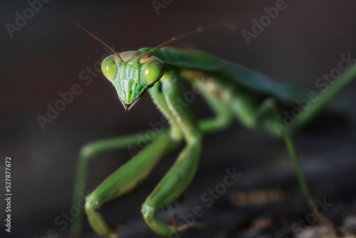 praying mantis close up posing