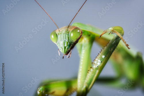 green praying mantis close up of head photo