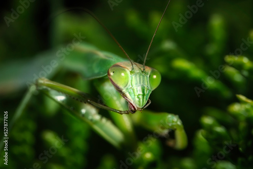 praying mantis on a leaf close up cleaning macro