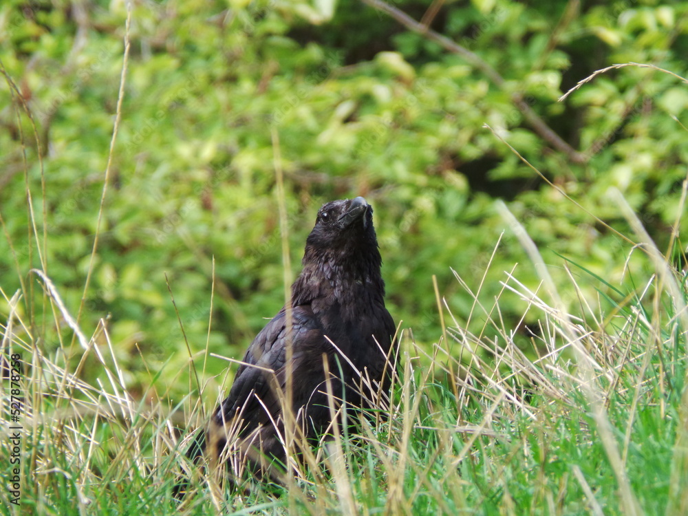 Un corbeau dans l'herbe avec un regard à l'affût Un corbeau dans l'herbe avec un regard à l'affût