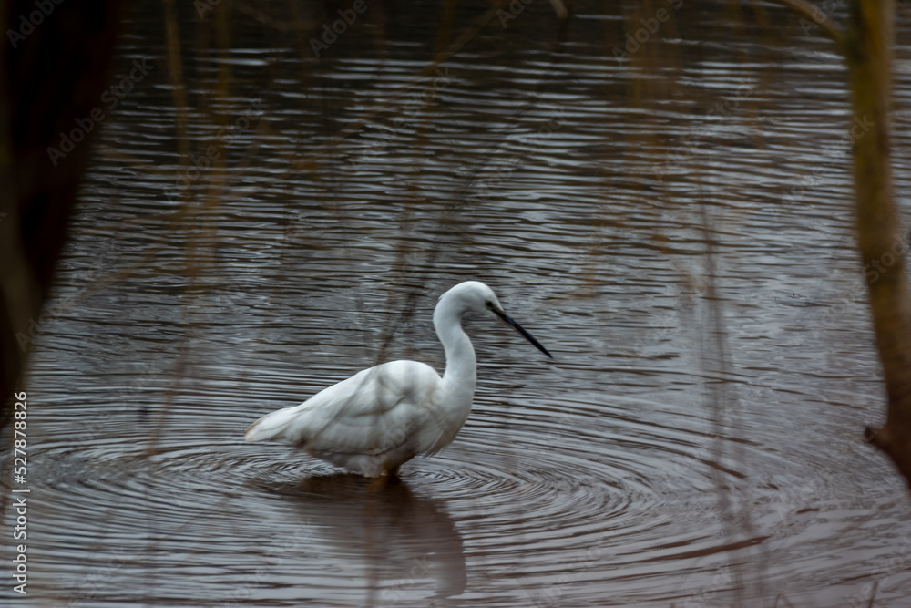 Naklejka premium Aigrette