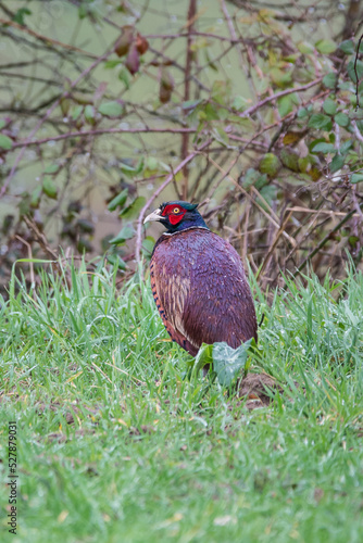 Wallpaper Mural Faisan Torontodigital.ca