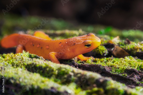 Red-spotted Newt Macro On Moss