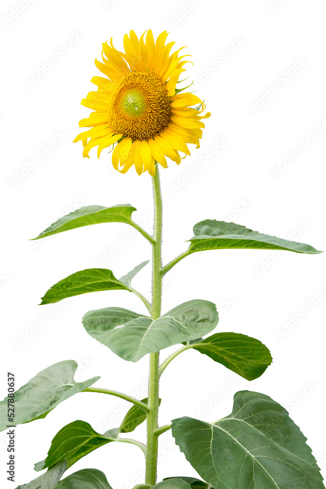 Fototapeta premium Die cut of sunflower blossom on white isolated.