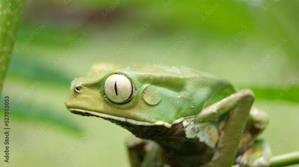 Fototapeta premium phyllomedusa burmeisteri