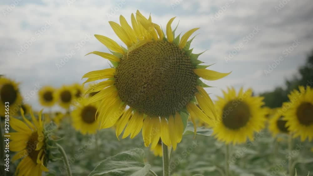 bale, gold, meadow, crop, rural, wheat, field, hay, Sunflower field landscape. Sunflower natural background, Sunflower blooming bale, gold, meadow, crop, rural, wheat, field, hay, Sunflower field landscape. Sunflower natural background, Sunflower blooming