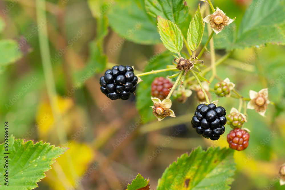 Delicious blackberries on a green branch in the forrest. High quality photo. Selective focus. Delicious blackberries on a green branch in the forrest. High quality photo. Selective focus.