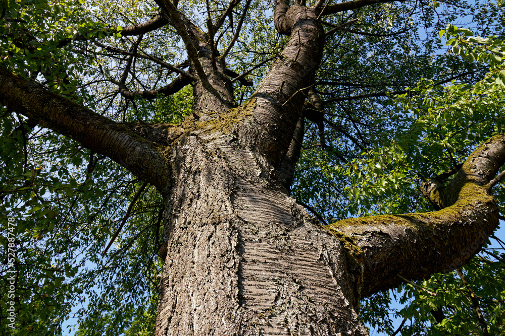 Fototapeta premium tree in the park