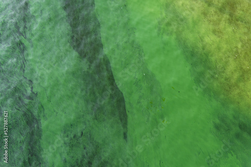 Green water in the pond with bubble formed by green algae.