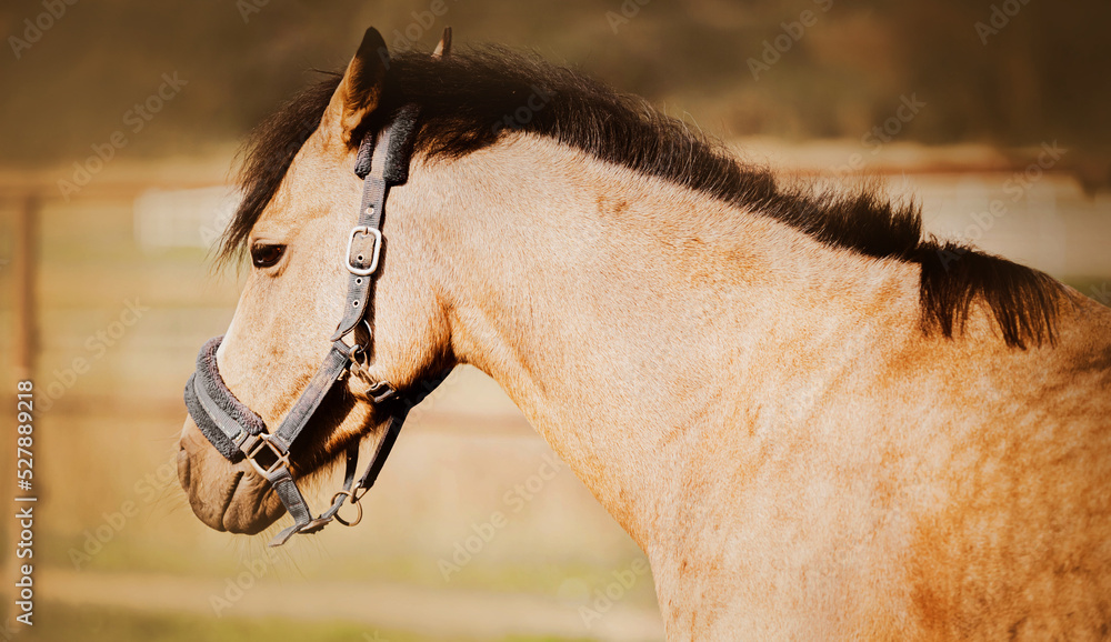 Obraz premium A beautiful pony with a halter on its muzzle grazes in a farm in a field on a sunny summer day. Agriculture and livestock. Horse care.