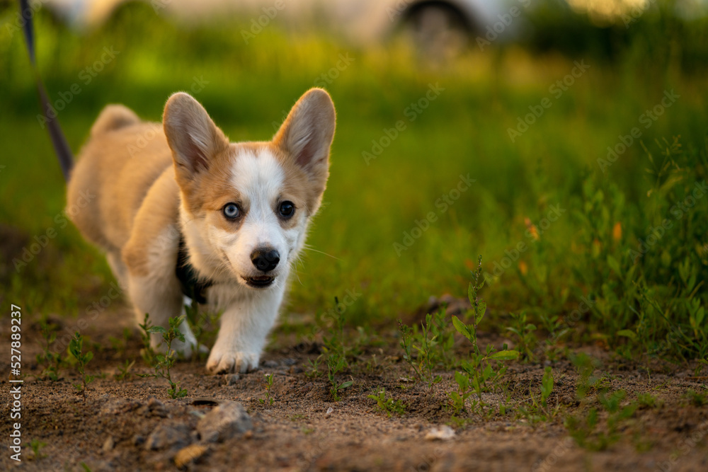 Corgi puppy on a walk portrait. Corgi puppy on a walk portrait.
