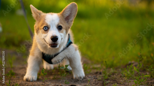 Joyful Corgi puppy runs forward.
