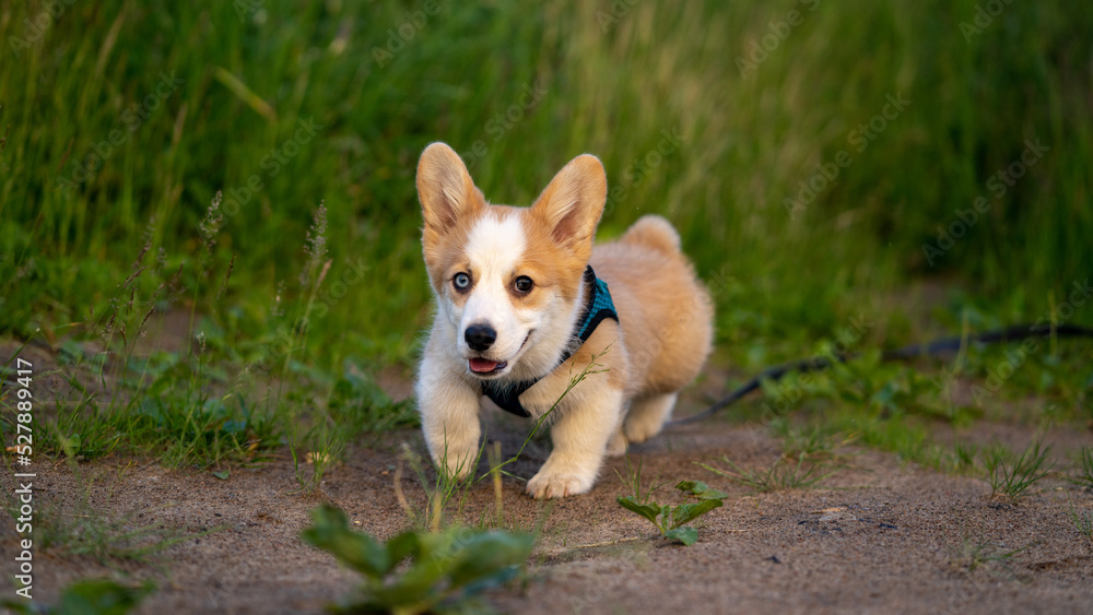 Corgi puppy for a walk on the background of the grass goes. Corgi puppy for a walk on the background of the grass goes.