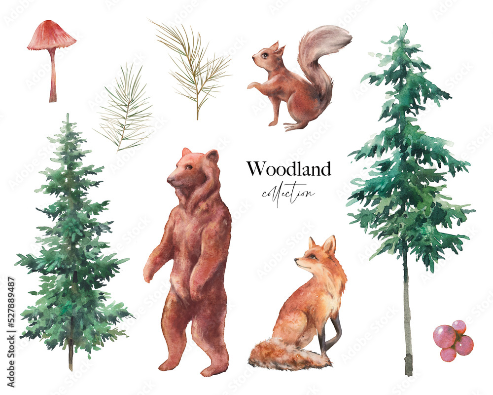 Woodland illustration set. Watercolor animals and trees clipart. Fir ...