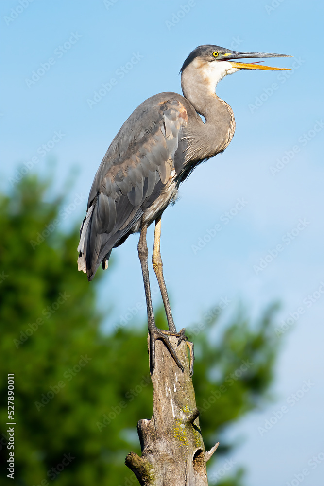 Fototapeta premium great blue heron ardea cinerea