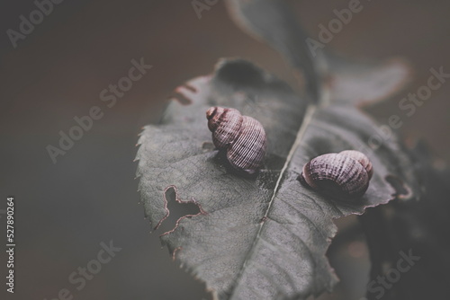 Snails on a leaf