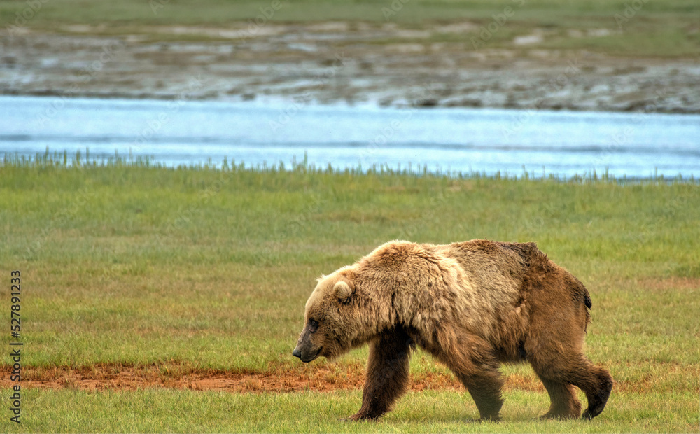 Grizzly bear patrolling Lake Clark National Park