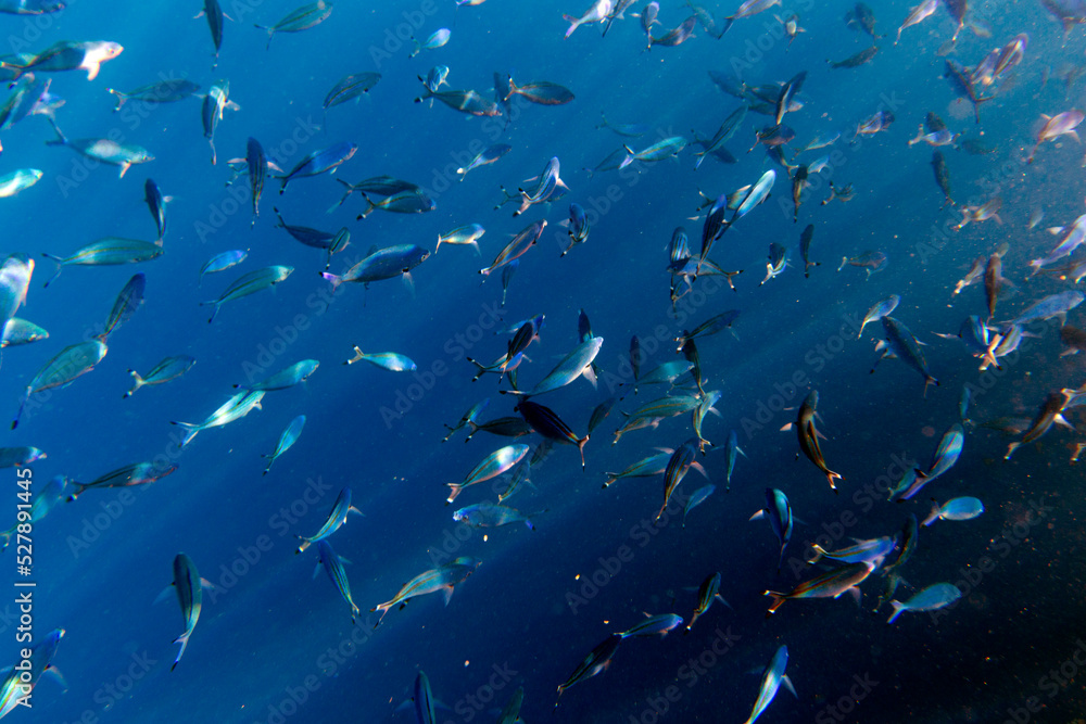 Obraz premium large group of fusiliers fish