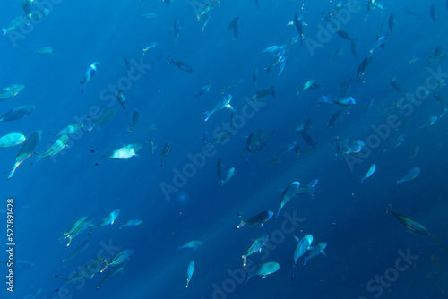 large group of  fusiliers fish
