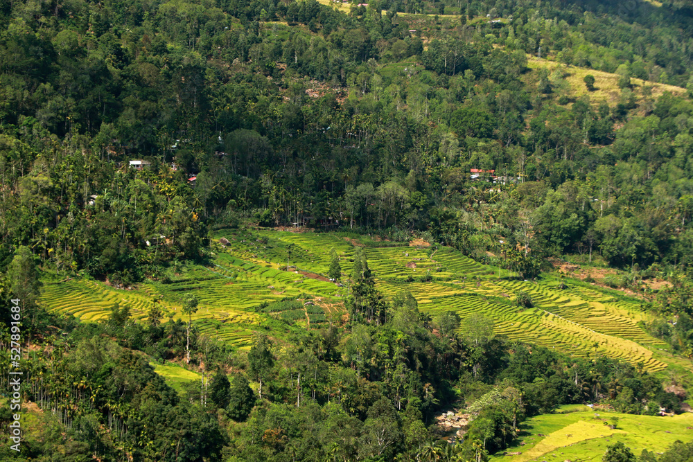 Landscape of terrace rice fields, Nuwara Eliya, Sri Lanka