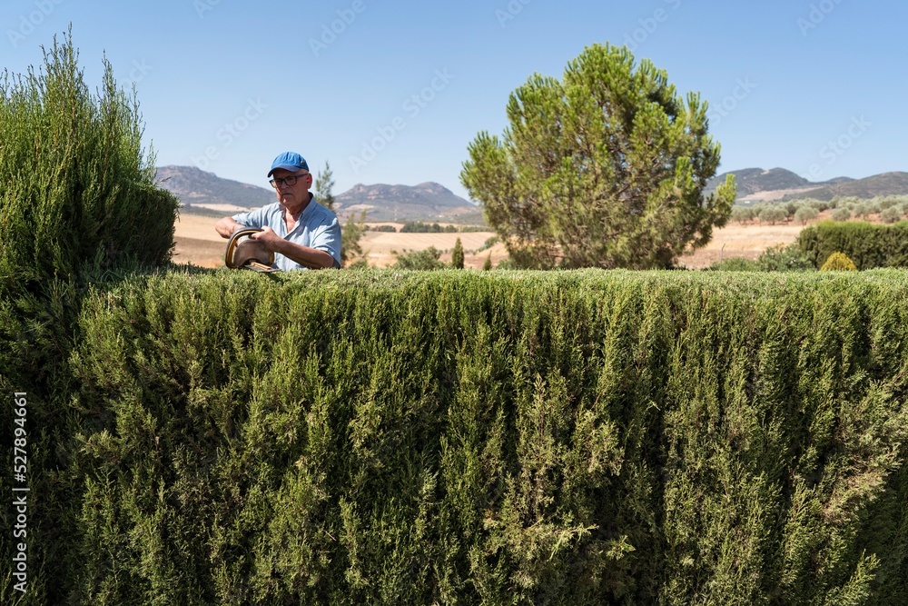 Senior male gardener grooming trees with hedge trimmer Senior male gardener grooming trees with hedge trimmer