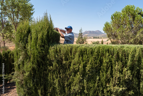 Senior male gardener grooming trees with hedge trimmer photo