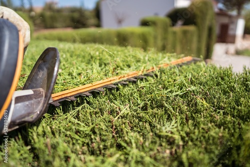 Electric hedge trimmer on lush green shrub in sunlight photo