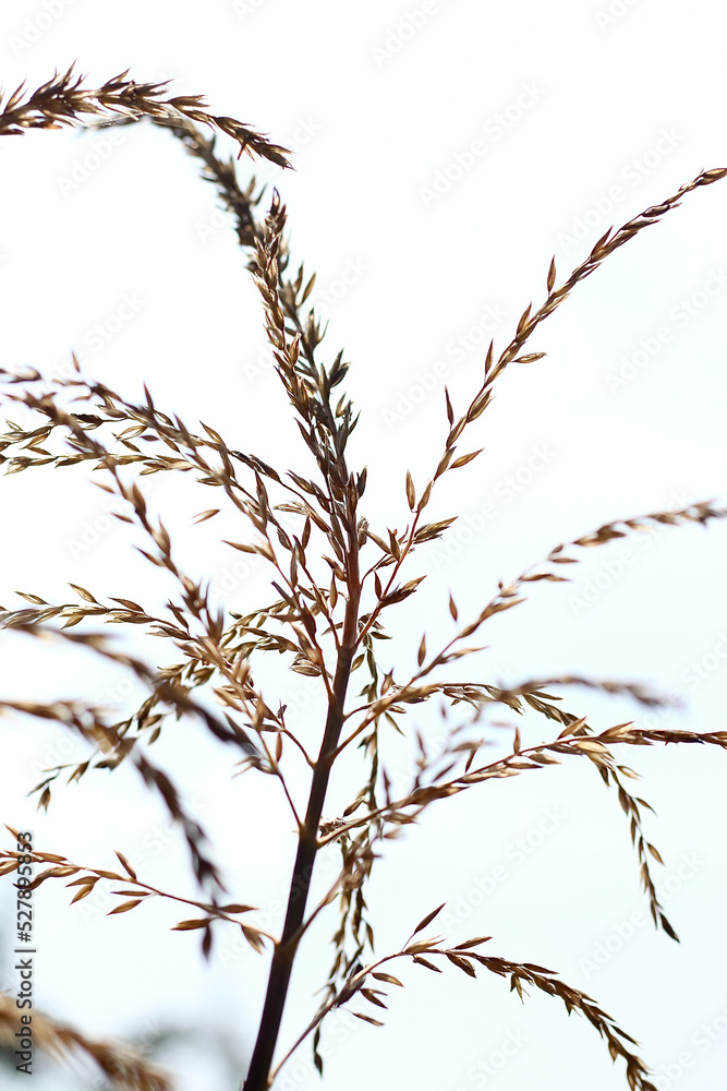 Fototapeta premium Dried ear of wheat. dry flower herbarium