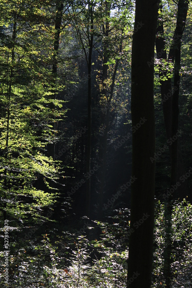 Fototapeta premium Wald