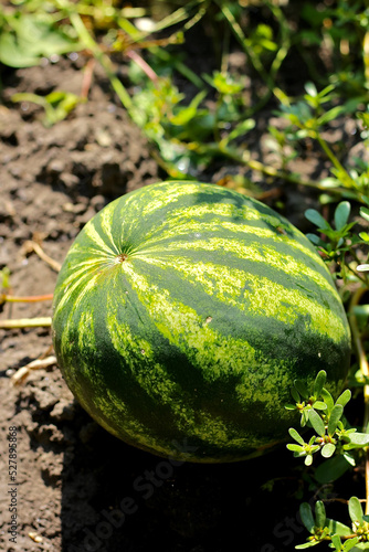 Watermelon grow in farm field. Natural watermelon growing on farmland, growing water-melon, cultivation of melon cultures. Sweet fruit growing in garden, plant and grow watermelons 