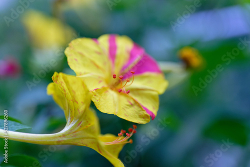 Four O´Clock Plant, Marvel Of Peru (Mirabilis jalapa), flowering.
