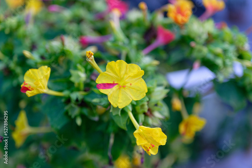 Four O´Clock Plant, Marvel Of Peru (Mirabilis jalapa), flowering. photo