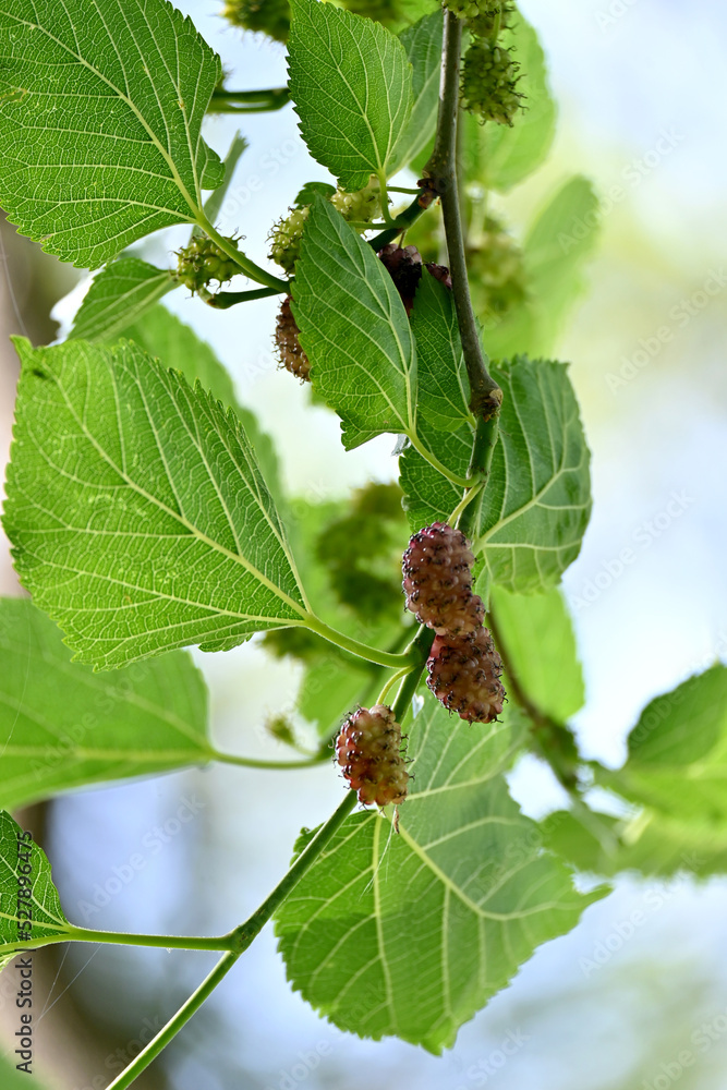 Naklejka premium closeup the bunch purple black mulberry with leaves and branch soft focus natural sky cloudy background.