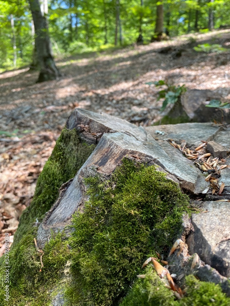 Wooden stump on green grass or graden in the forest Wooden stump on green grass or graden in the forest