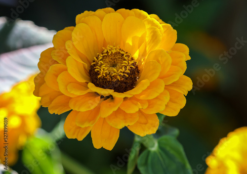 Photography Yellow Zinnia elegans flower, isolated against blurred background