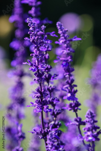 Purple Salvia flower spikes. Shallow focus  blurred bokeh background. Dublin  Ireland