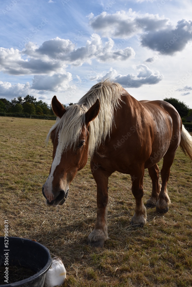Cheval de cirque dans un champ dans un petit village français Cheval de cirque dans un champ dans un petit village français