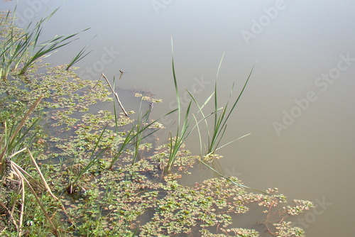 grass in pond