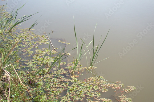 grass in pond