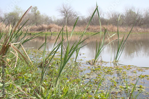 grass in pond