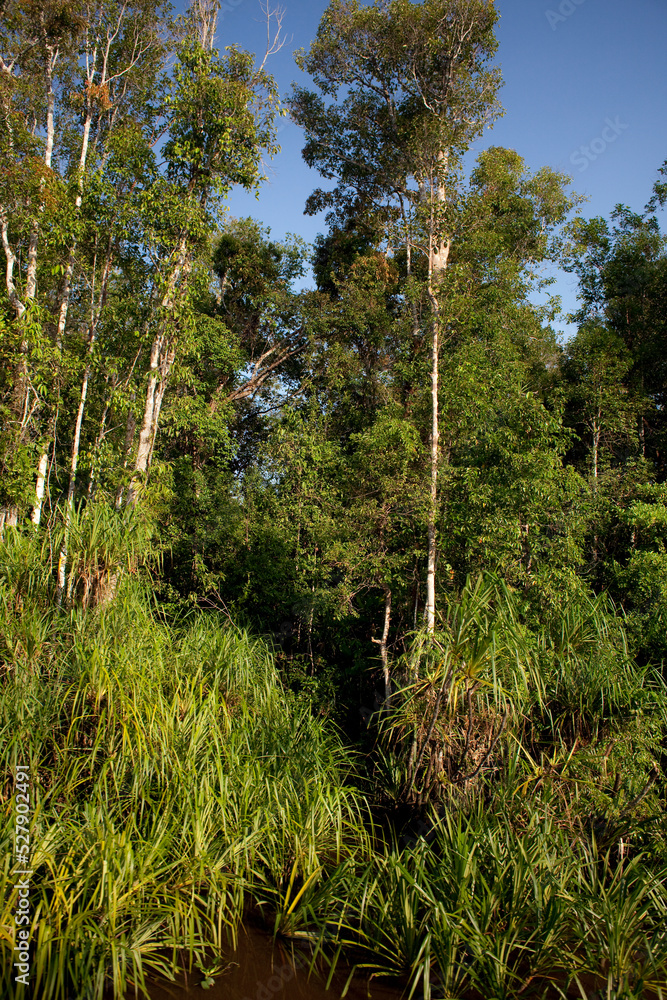 Dense rainforest around the Sekonyer River in Borneo Dense rainforest around the Sekonyer River in Borneo