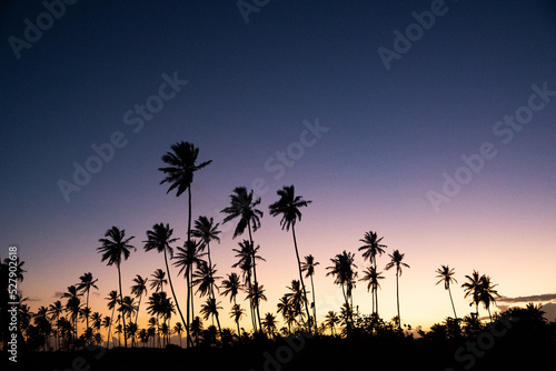 silhouette of palm trees sunset  brazil 
