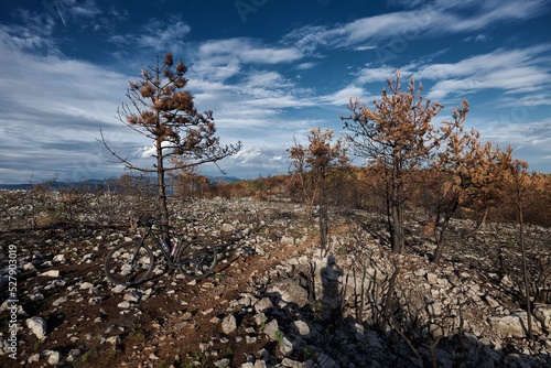 Karst, Sela na Krasu, Slovenia - July 23, 2022: A catastrofic forest fire in the Karst. The devastated landscape after the fire. photo