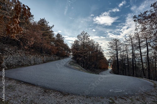 Karst, Sela na Krasu, Slovenia - July 23, 2022: A catastrofic forest fire in the Karst. The devastated landscape after the fire. photo