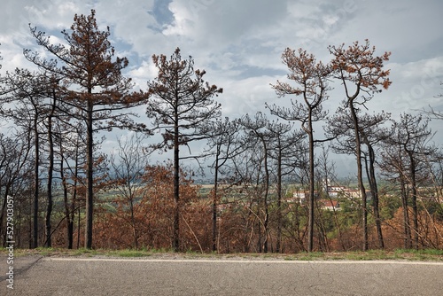 Karst, Sela na Krasu, Slovenia - July 23, 2022: A catastrofic forest fire in the Karst. The devastated landscape after the fire. photo