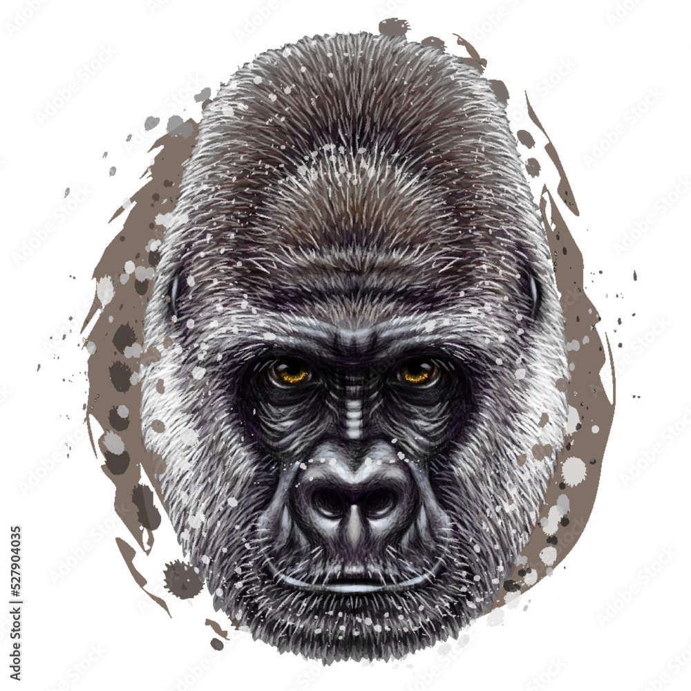Gorilla. Graphic, color portrait of a gorilla monkey in watercolor style on a white background. Digital vector graphics.